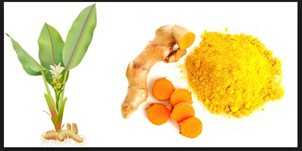 Curcumin source Curcumin source