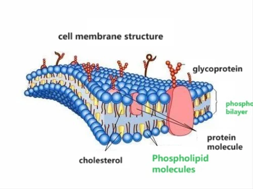 What Is the part of Phospholipids in Cell Membranes What Is the part of Phospholipids in Cell Membranes